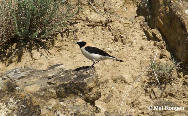 Black-eared_Wheatear.JPG