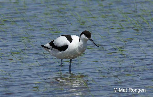 Avocet.JPG