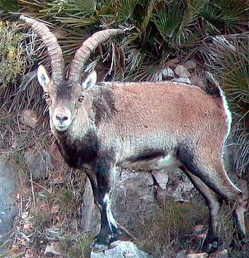 Spanish_Ibex.jpg